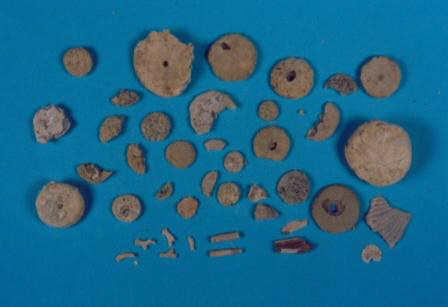 Fossil Sand Dollars from Fossil Reef